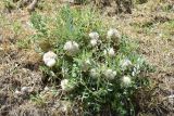 Astragalus pterocephalus. Цветущее растение. Узбекистан, Самаркандская обл., Зеравшанский хр., окр. кишлака Терсак, 1600 м н.у.м., мелкозёмистый склон. 12 мая 2022 г.