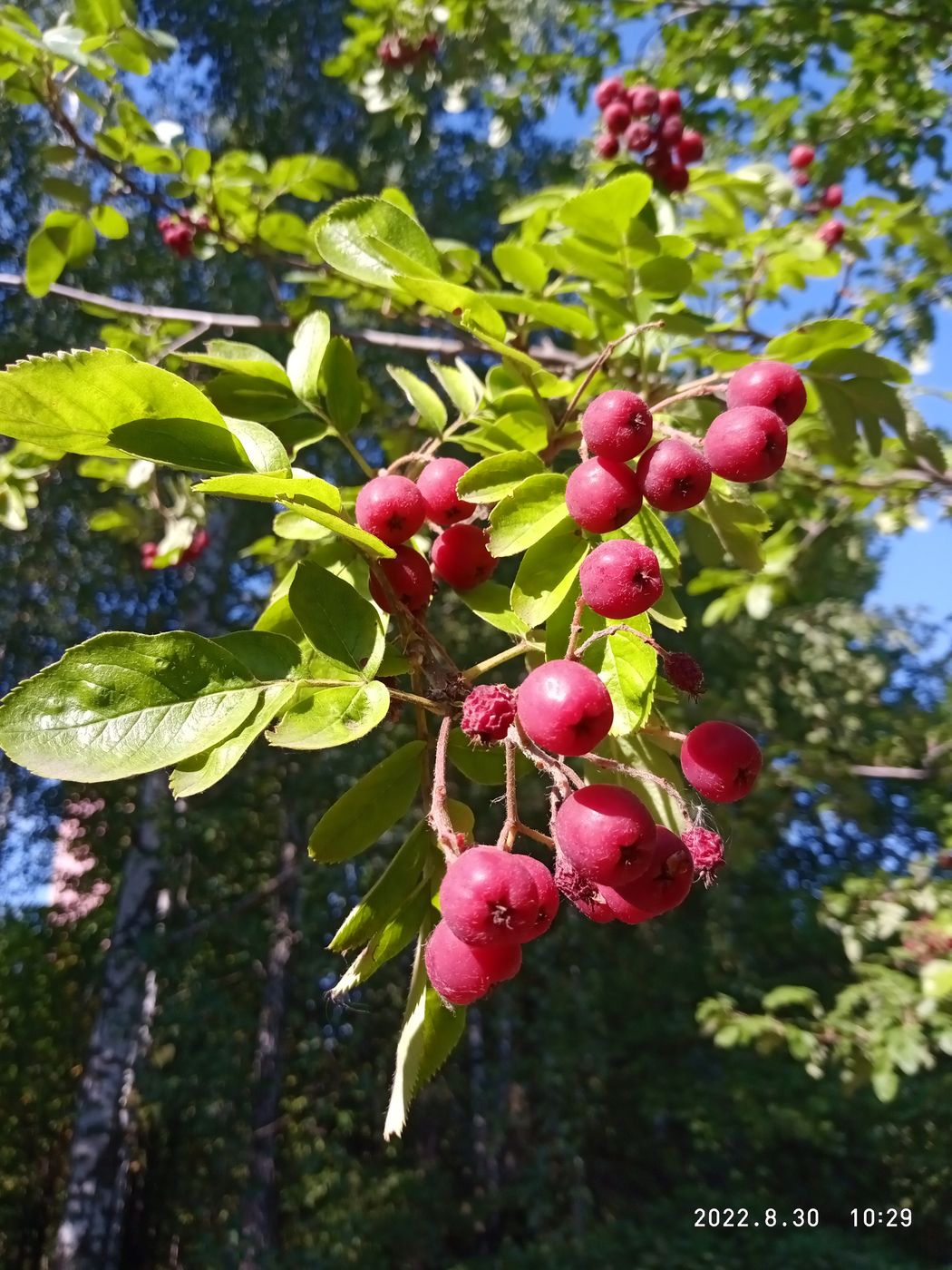 Image of × Crataegosorbus miczurinii specimen.