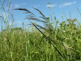 Deschampsia cespitosa