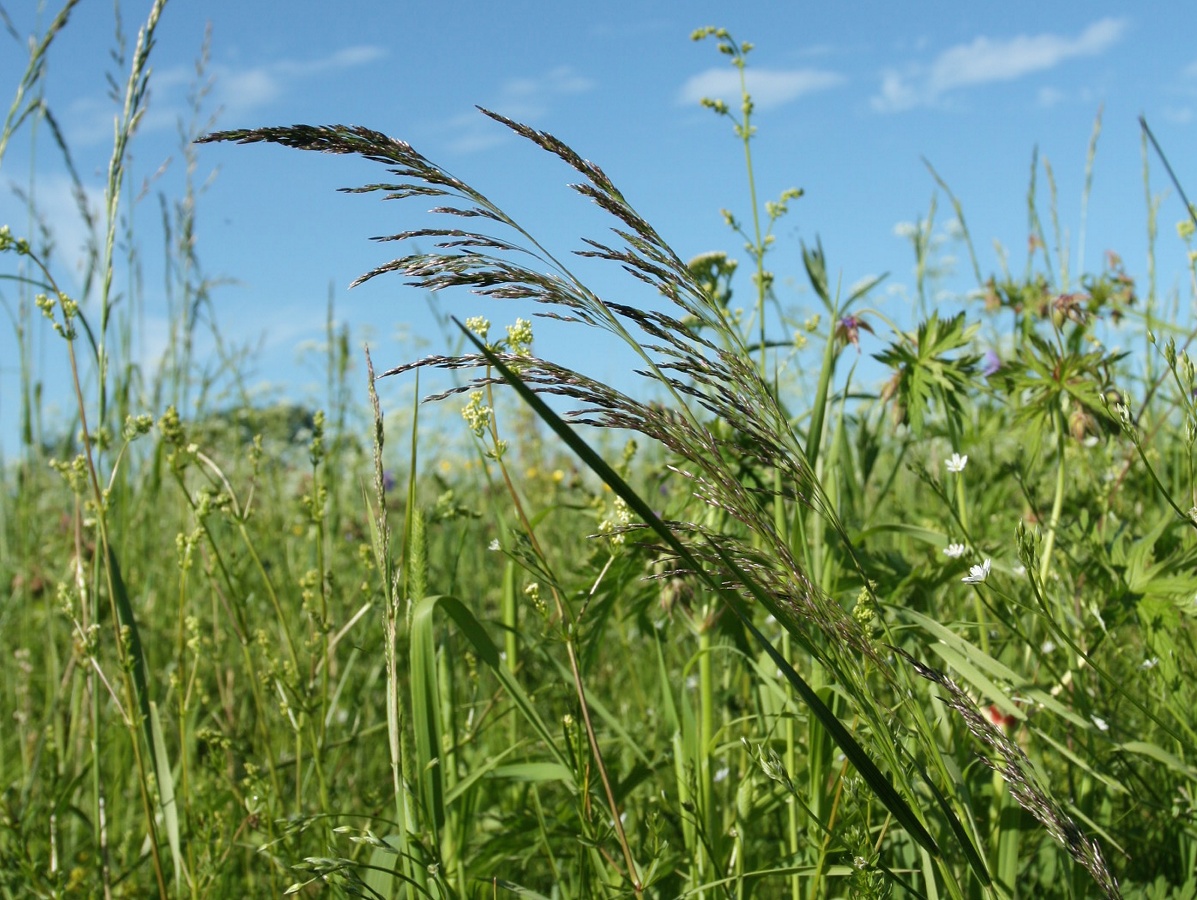 Image of Deschampsia cespitosa specimen.