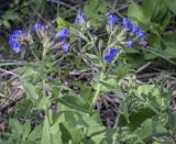Pulmonaria mollis. Верхушки цветущих растений. Пермский край, Кунгурский р-н, правый берег р. Сылва, ур. Камень Ермак, крутой склон, берёзово-сосновый лес. 04.06.2022.