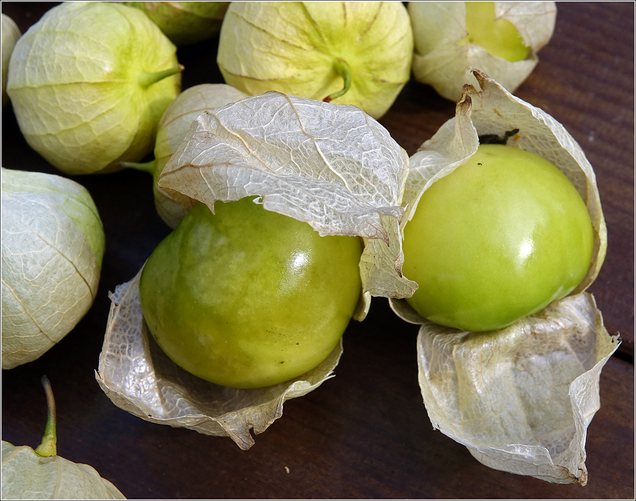 Изображение особи род Physalis.