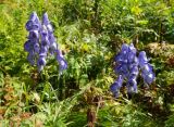 Aconitum nasutum