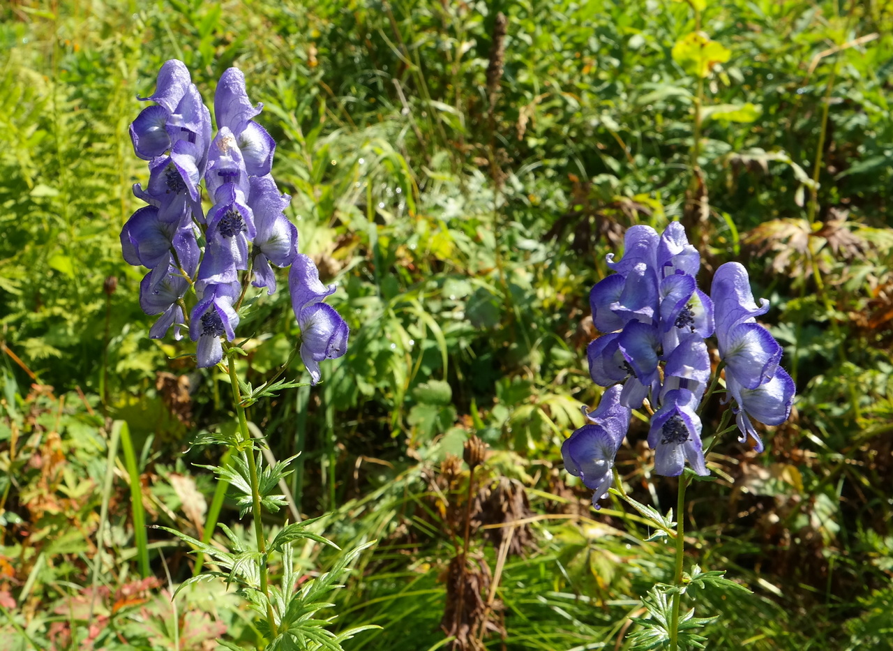 Image of Aconitum nasutum specimen.