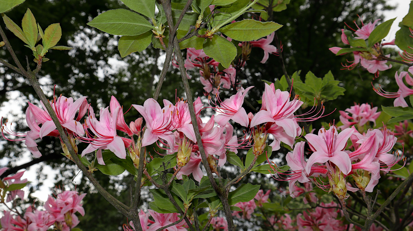 Image of Rhododendron roseum specimen.