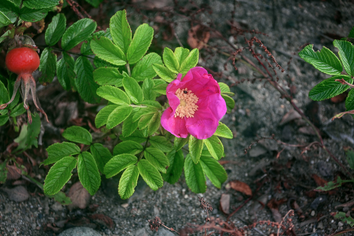 Image of Rosa rugosa specimen.