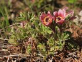 Pulsatilla chinensis