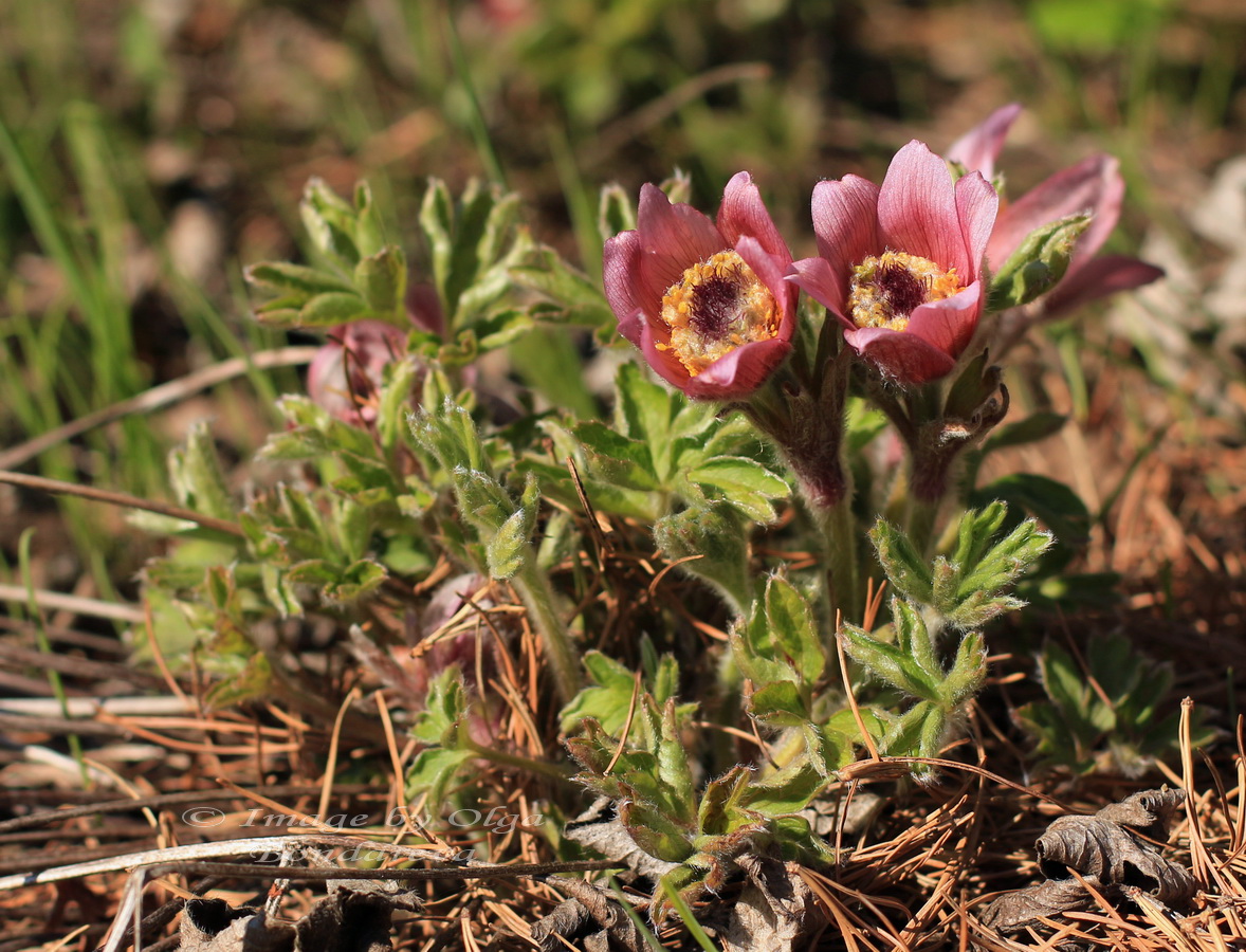 Image of Pulsatilla chinensis specimen.