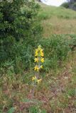 Phlomoides labiosiformis