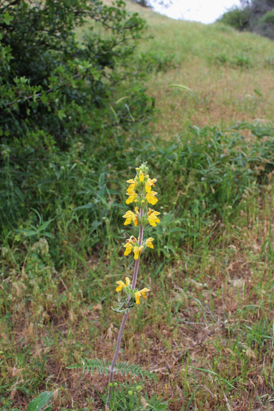 Image of Phlomoides labiosiformis specimen.