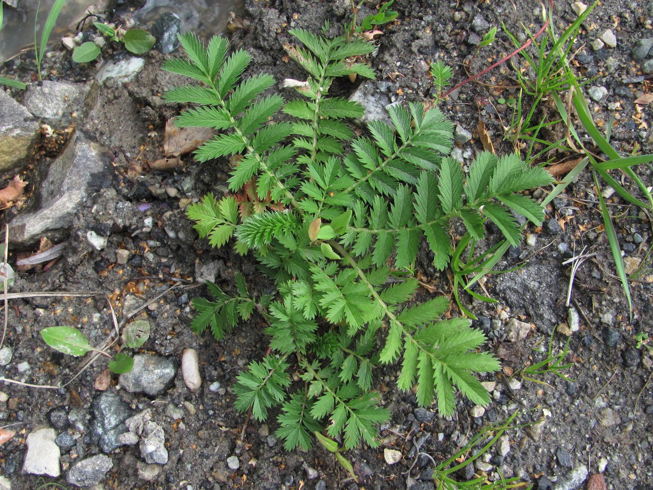 Изображение особи Potentilla anserina.