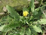 Taraxacum ostenfeldii