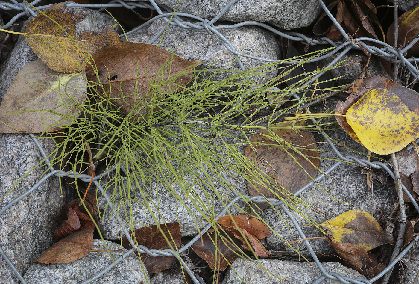 Image of Equisetum arvense specimen.