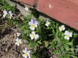 Viola tricolor. Цветущие растения. Беларусь, Гродненская обл., г. Новогрудок, узкая полоса (примерно 20 см) между тротуаром и бетонным забором. 30.04.2022.