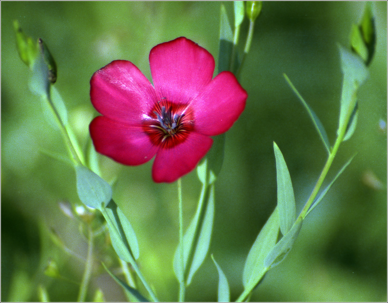 Image of Linum grandiflorum specimen.