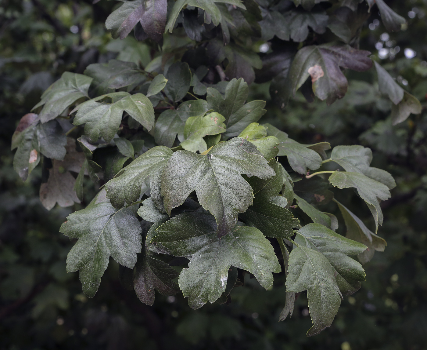 Image of genus Crataegus specimen.