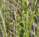 род Carex. Верхушки плодоносящегоих растений. Краснодарский край, м/о Анапа, пос. Витязево, пустырь в низине между отелями. 03.06.2021.