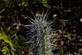 Смотреть изображение семейство Cactaceae