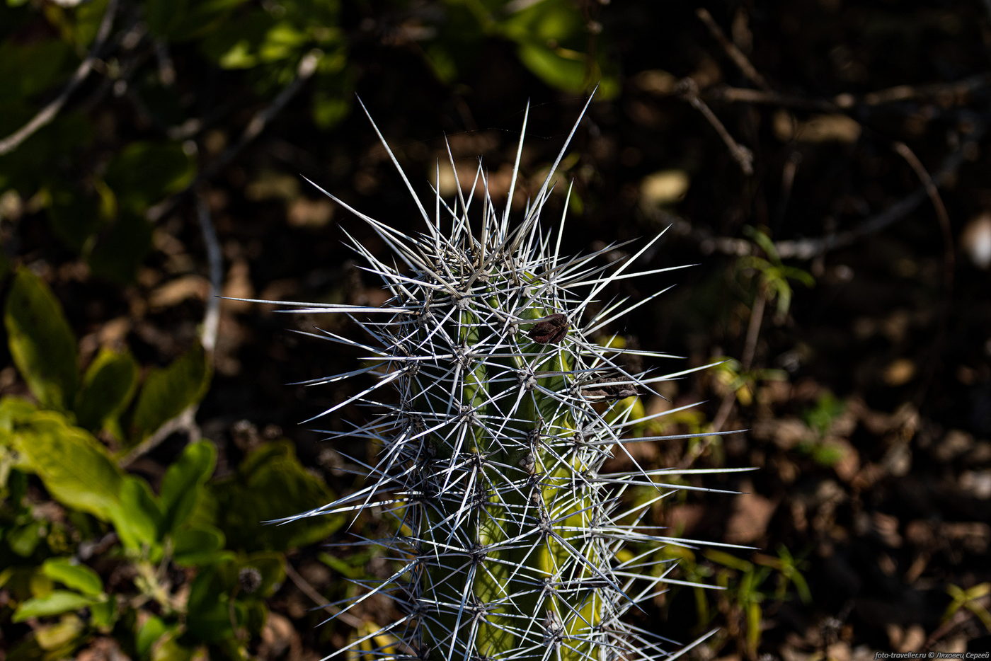 Изображение особи семейство Cactaceae.