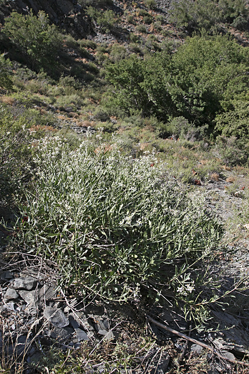 Image of Clematis songorica specimen.