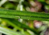 Carex vesicaria