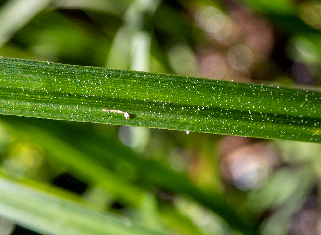 Image of Carex vesicaria specimen.