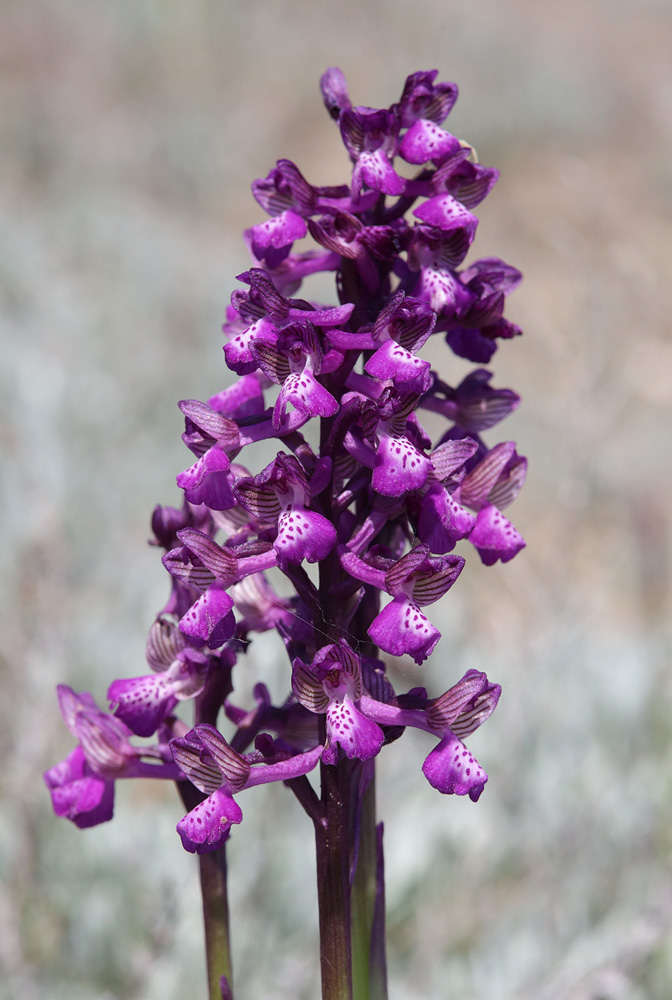 Image of Anacamptis morio ssp. caucasica specimen.