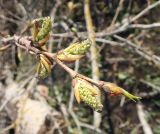 Populus &times; sibirica