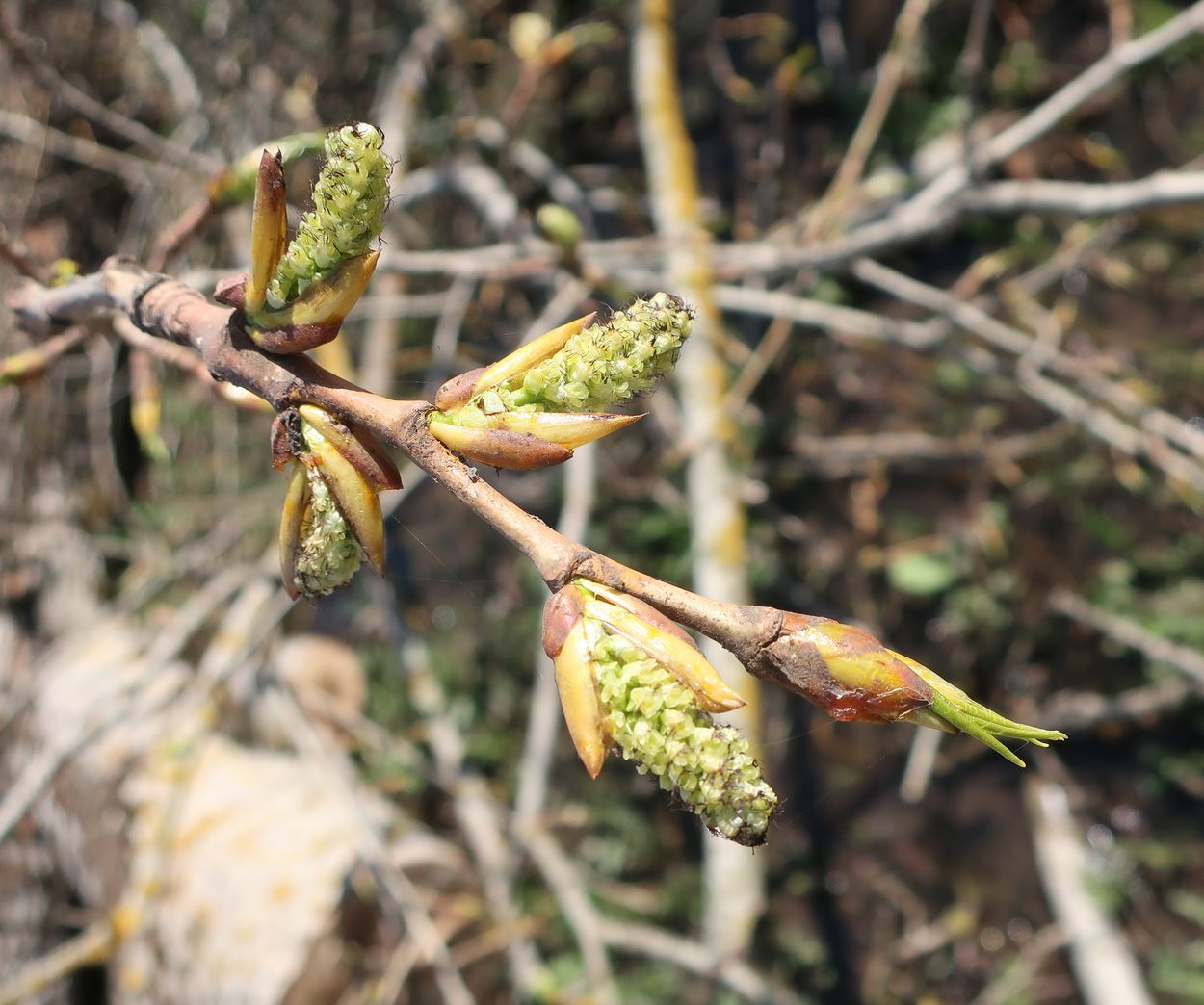 Изображение особи Populus &times; sibirica.