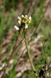 Cardamine pratensis