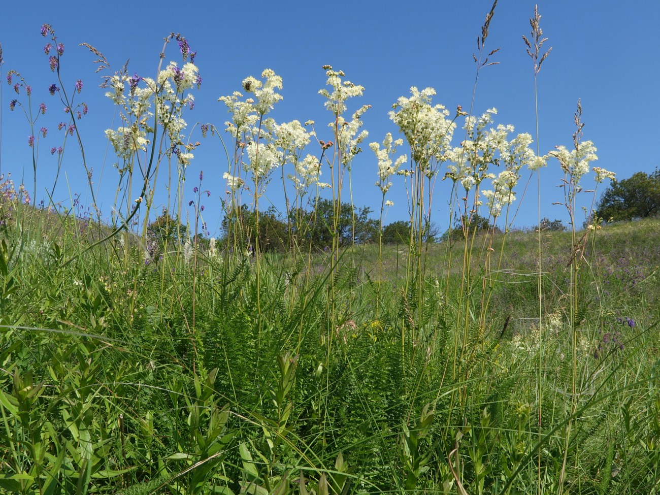 Image of Filipendula vulgaris specimen.