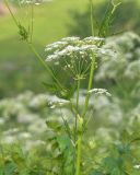 Anthriscus sylvestris разновидность nemorosa. Средняя часть цветущего растения. Адыгея, Кавказский биосферный заповедник, ур. Яворова Поляна, ≈ 1700 м н.у.м., субальпийский луг. 28.06.2023.