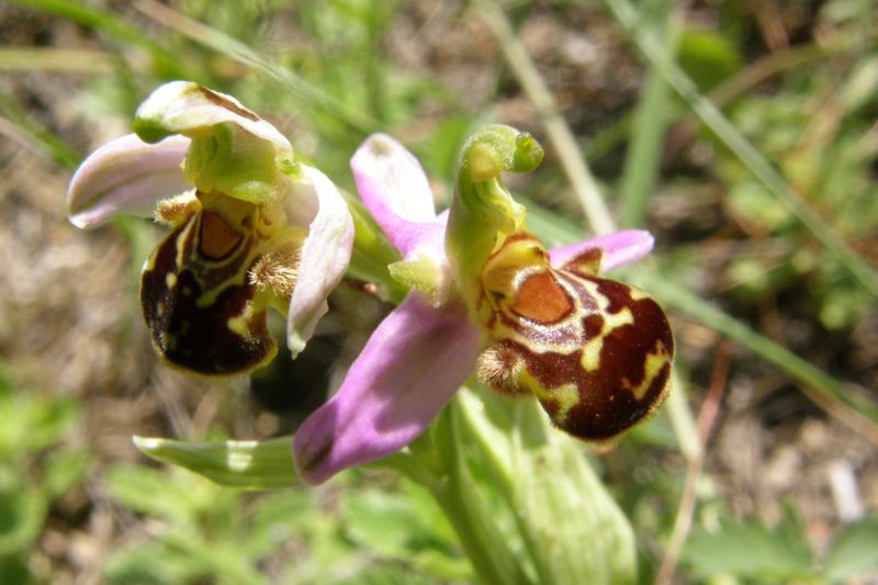 Изображение особи Ophrys apifera.