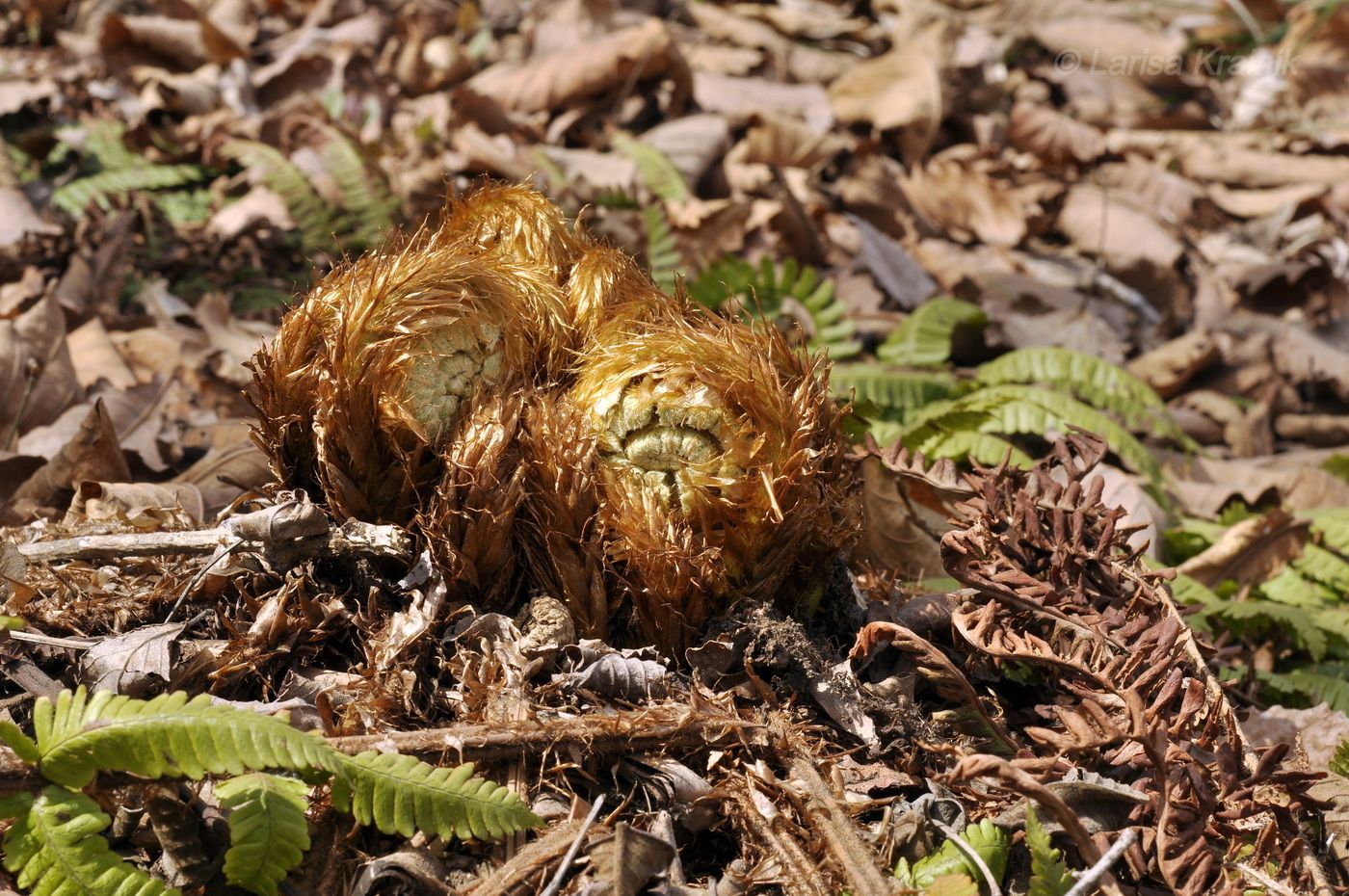 Изображение особи Dryopteris crassirhizoma.