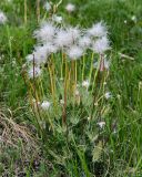 Pulsatilla multifida. Плодоносящее растение. Хакасия, Бейский р-н, окр. с. Верх-Киндирла, степной склон. 12.06.2022.