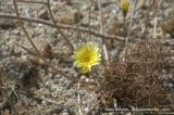 Malacothrix glabrata. Цветущее растение. Северная Америка, Мексика, полуостров Баха Калифорния, Гваделупе. 21.04.2010.