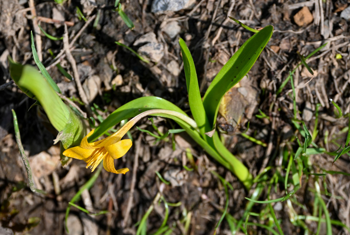 Изображение особи Colchicum luteum.