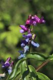 Lathyrus vernus