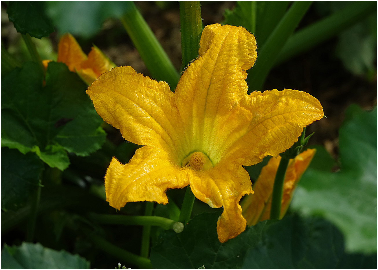 Image of Cucurbita pepo specimen.