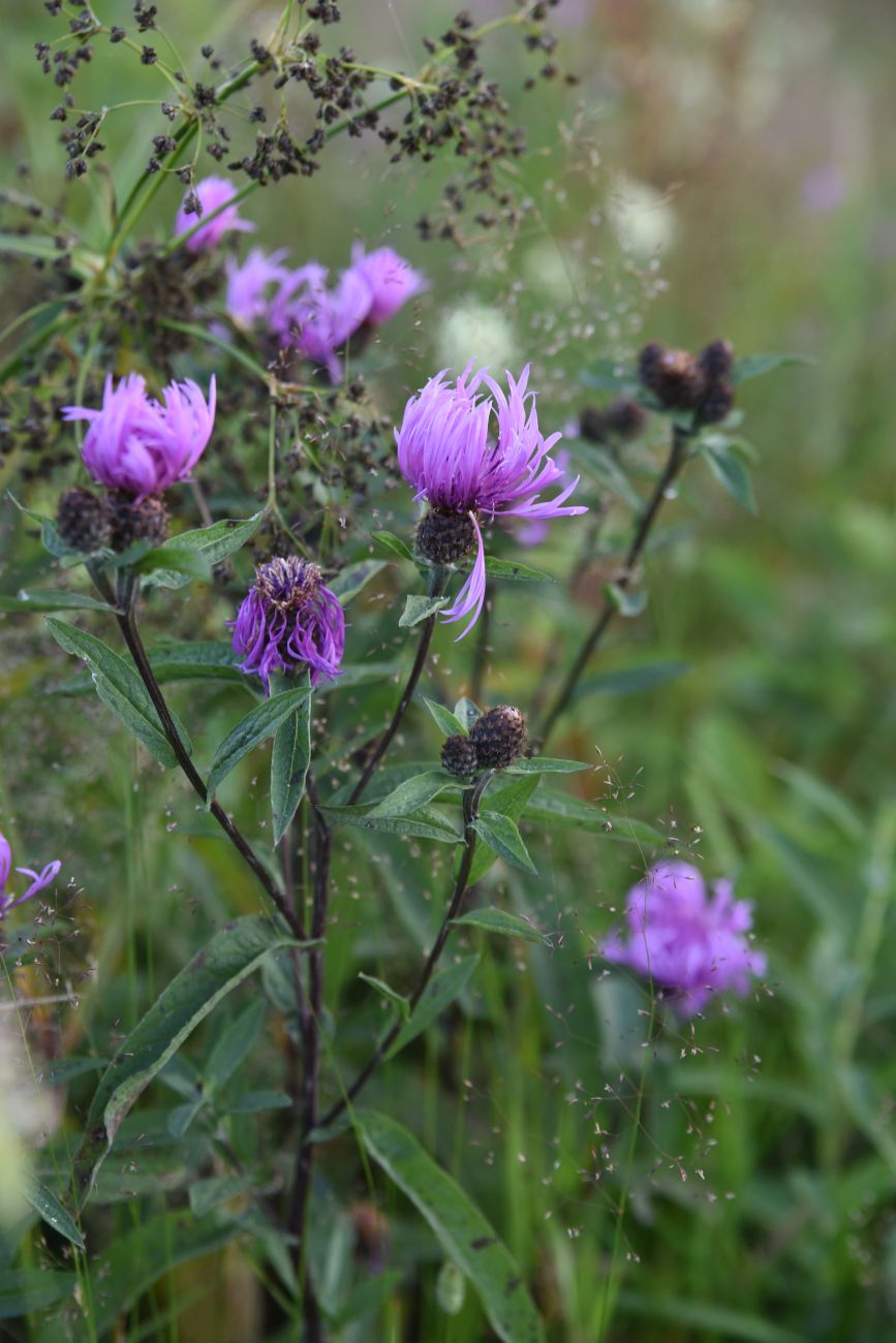 Изображение особи род Centaurea.