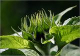 Helianthus annuus. Обёртка формирующегося соцветия и листья. Московская обл., Раменский р-н, окр. дер. Хрипань, садовый участок. 18.08.2023.
