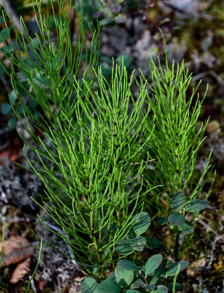 Image of Equisetum arvense specimen.