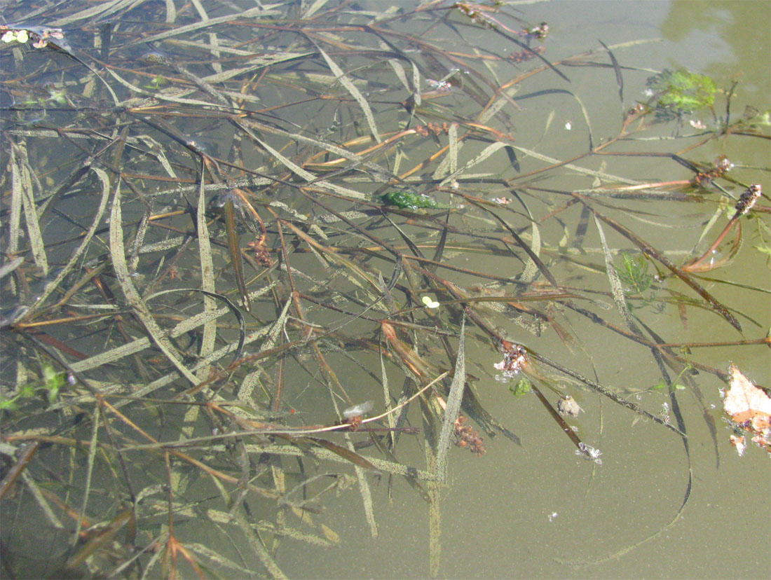 Image of Potamogeton henningii specimen.