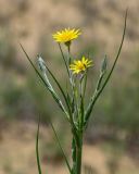 Tragopogon dasyrhynchus variety daghestanicus. Верхушка побега с соцветиями и мухой. Дагестан, Кумторкалинский р-н, бархан Сарыкум, подножие песчаного склона. 30.04.2022.