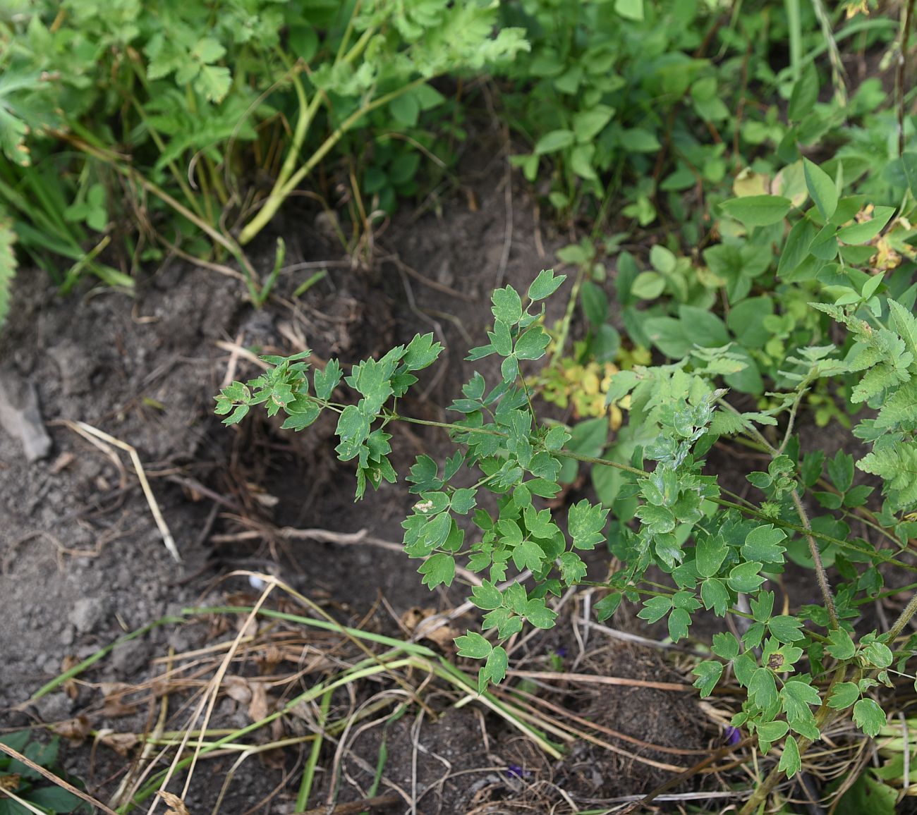 Image of genus Thalictrum specimen.