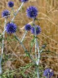 Echinops crispus. Верхушка побега с распускающимися соцветиями и мухой. Оренбургская обл., Кувандыкский гор. округ, окр. г. Кувандык, сухой луговой склон. 06.07.2023.