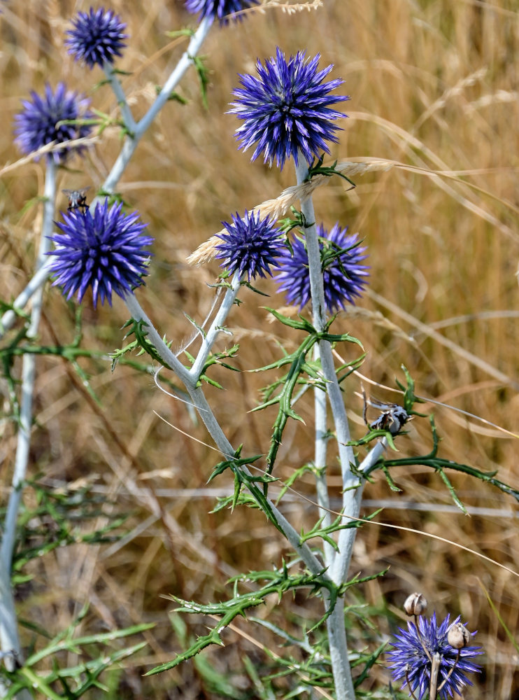 Изображение особи Echinops crispus.