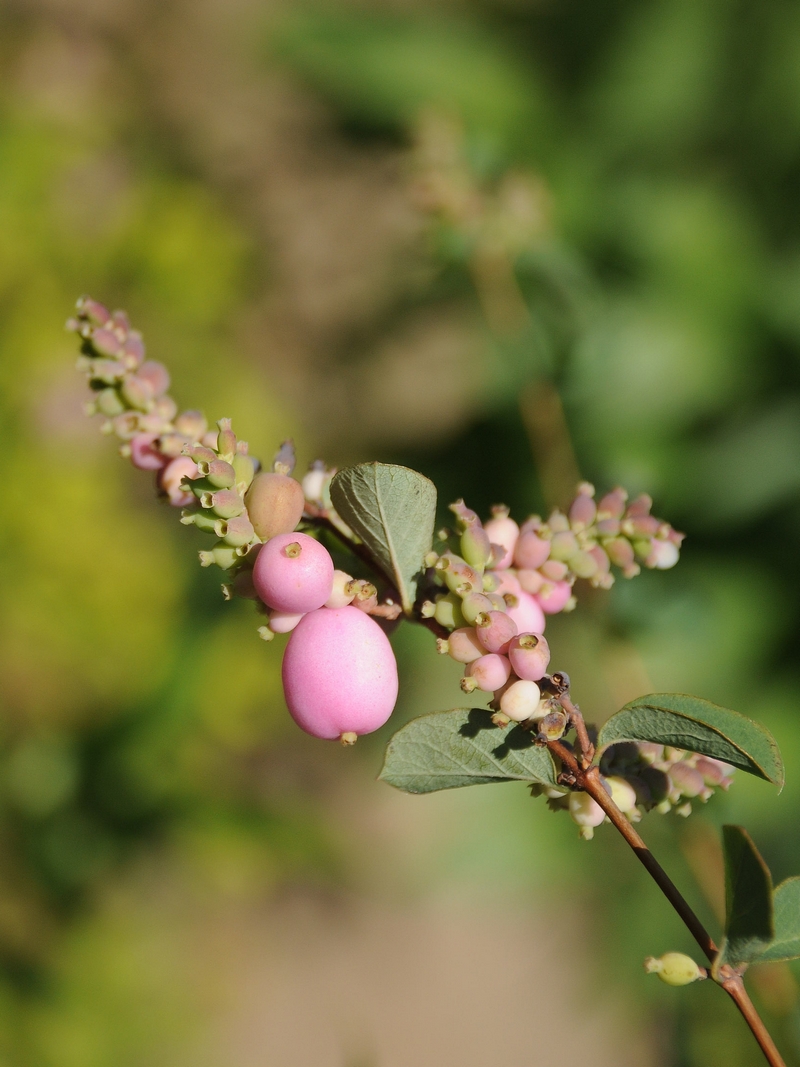 Image of Symphoricarpos × chenaultii specimen.