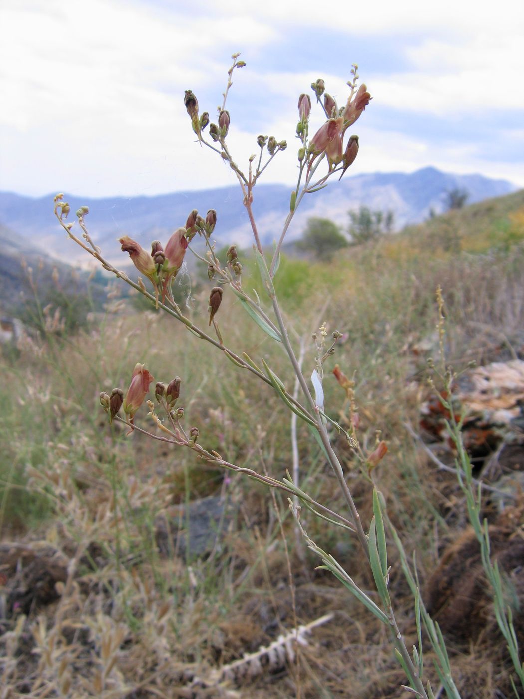 Image of Linaria popovii specimen.