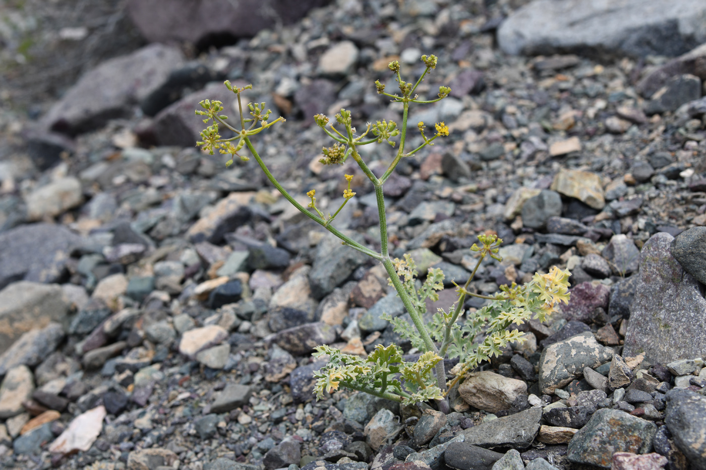 Изображение особи Ferula syreitschikowii.